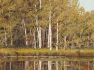 Quiet Woodlands Reflections